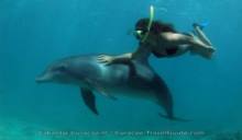 Dolphin Free Dive