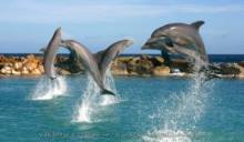 Dolphins-In-Depth