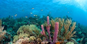 Discover the best Snorkel Spots of Curacao