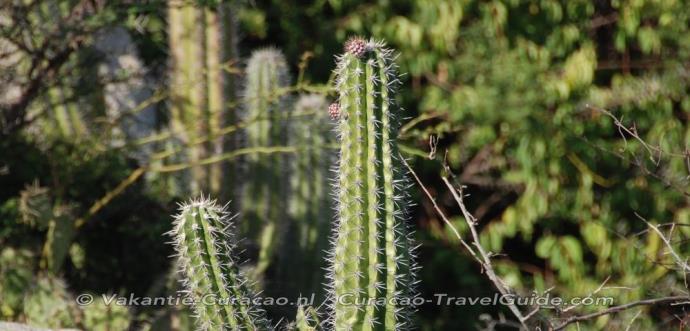 Cactus Kadushi